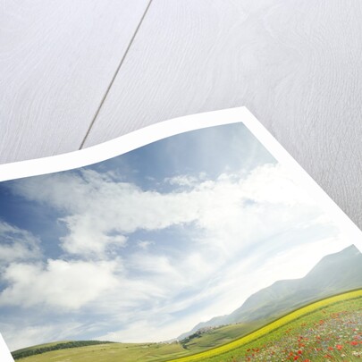 The spontaneous flowering makes plans Castellucio Norcia a show not to be missed, Parco Nazionale Mo by Anonymous