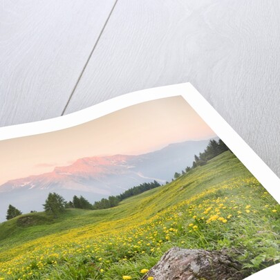 The mount Bivera emerges dawn behind a spectacular bloom of yellow buttercups, Alpi Carniche , Friu by Anonymous