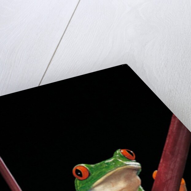Agalychnis callidryas (red-eyed treefrog ) by Anonymous