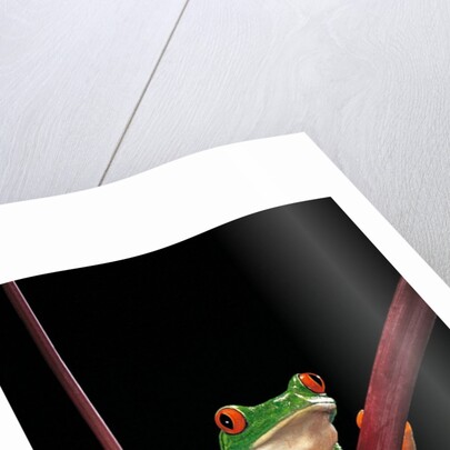 Agalychnis callidryas (red-eyed treefrog ) by Anonymous