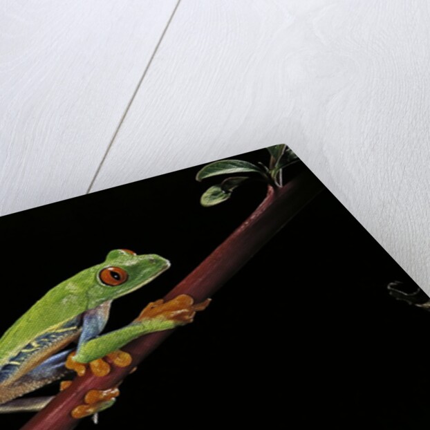 Agalychnis callidryas (red-eyed treefrog) by Anonymous