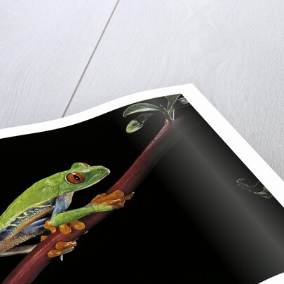 Agalychnis callidryas (red-eyed treefrog) by Anonymous