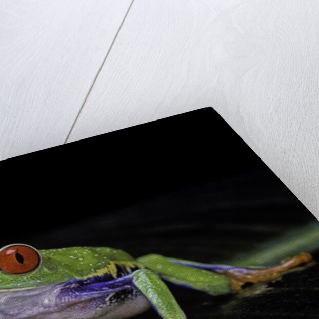 Agalychnis callidryas (red-eyed treefrog) by Anonymous