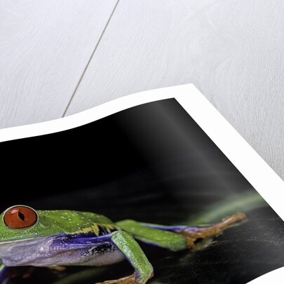 Agalychnis callidryas (red-eyed treefrog) by Anonymous