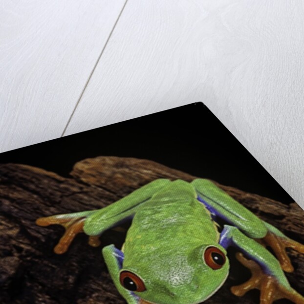 Agalychnis callidryas (red-eyed treefrog) by Anonymous