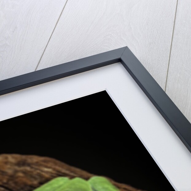 Agalychnis callidryas (red-eyed treefrog) by Anonymous