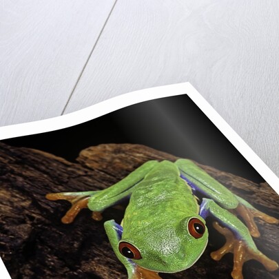 Agalychnis callidryas (red-eyed treefrog) by Anonymous