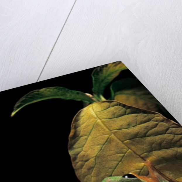 Agalychnis moreletii (black-eyed tree frog) by Anonymous