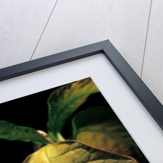 Agalychnis moreletii (black-eyed tree frog) by Anonymous