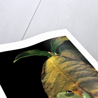 Agalychnis moreletii (black-eyed tree frog) by Anonymous