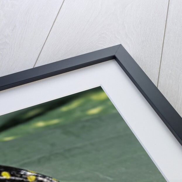 Ambystoma maculatum (spotted salamander) by Anonymous