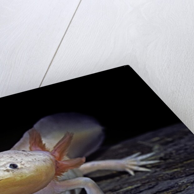 Ambystoma mexicanum f. leucistic (axolotl) by Anonymous