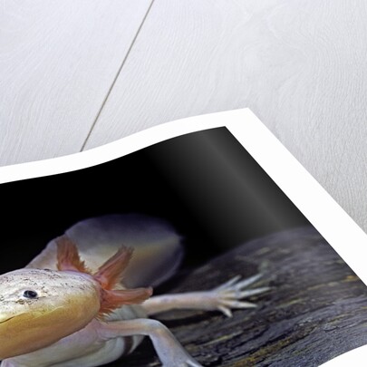 Ambystoma mexicanum f. leucistic (axolotl) by Anonymous