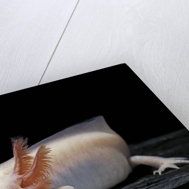 Ambystoma mexicanum f. leucistic (axolotl) by Anonymous