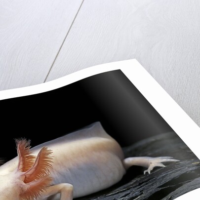Ambystoma mexicanum f. leucistic (axolotl) by Anonymous