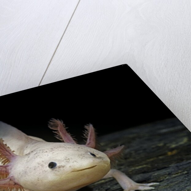 Ambystoma mexicanum f. leucistic (axolotl) by Anonymous