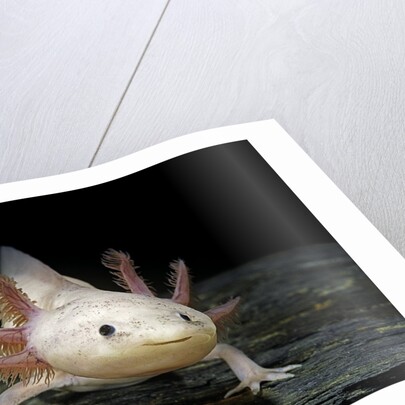 Ambystoma mexicanum f. leucistic (axolotl) by Anonymous