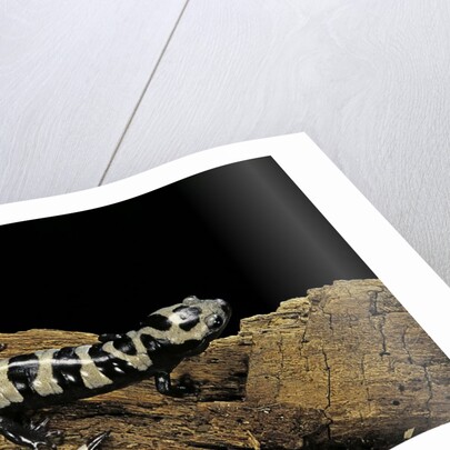 Ambystoma opacum (marbled salamander) by Anonymous