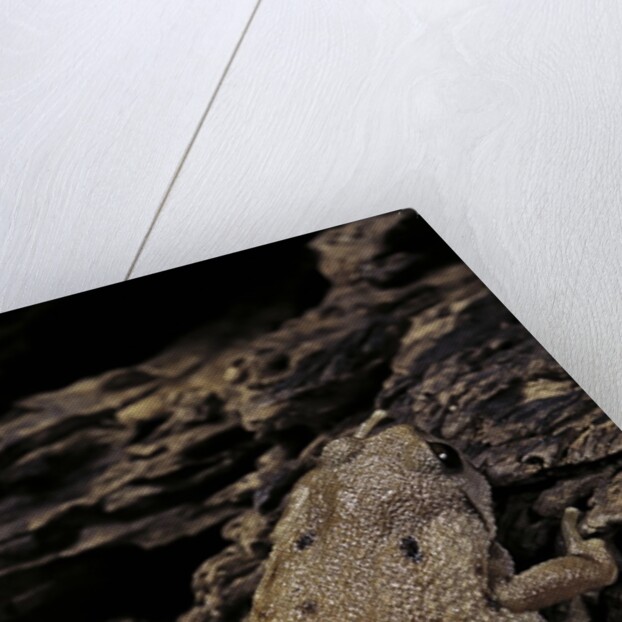 Arthroleptis (squeaking frogs) by Anonymous