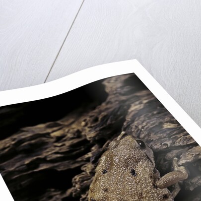 Arthroleptis (squeaking frogs) by Anonymous