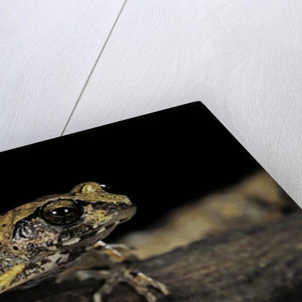 Arthroleptis stenodactylus (savanna squeaking frog) by Anonymous