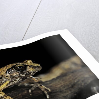 Arthroleptis stenodactylus (savanna squeaking frog) by Anonymous
