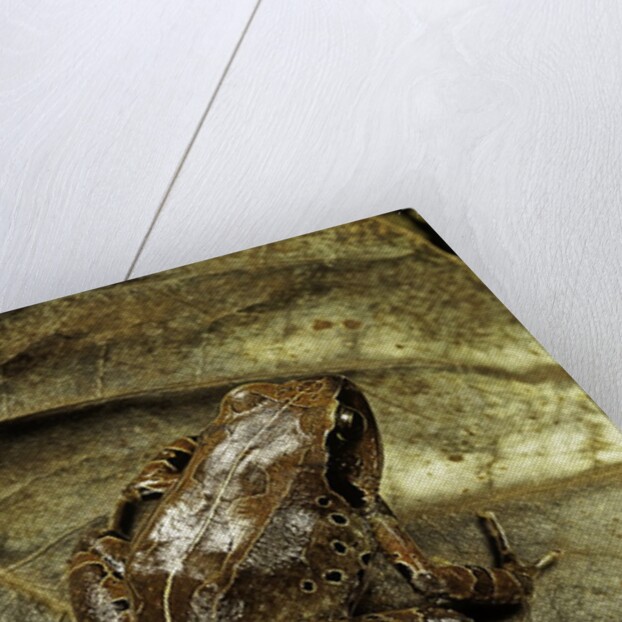 Arthroleptis variabilis (buea screeching frog) by Anonymous