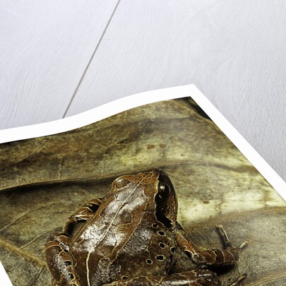 Arthroleptis variabilis (buea screeching frog) by Anonymous