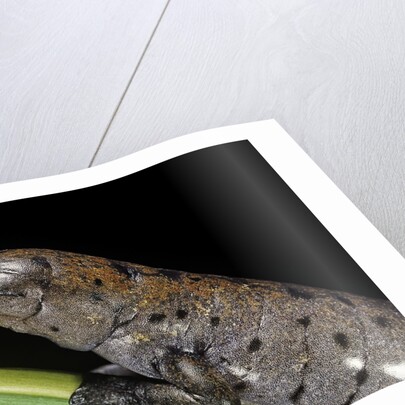 Bolitoglossa dofleini (giant palm salamander, alta Verapaz salamander) by Anonymous