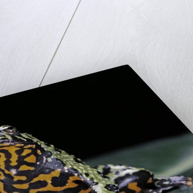 Bombina orientalis (oriental fire-bellied toad) by Anonymous