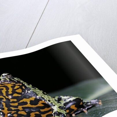 Bombina orientalis (oriental fire-bellied toad) by Anonymous