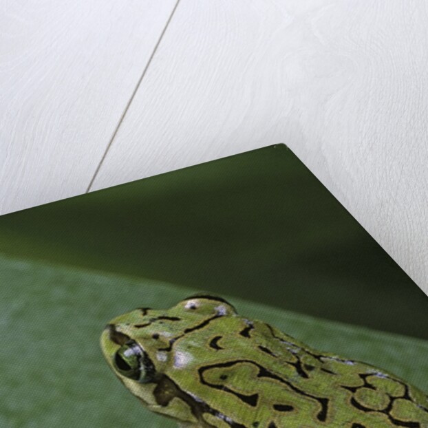Boophis microtympanum (imerina bright-eyed frog) by Anonymous