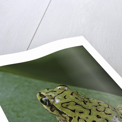 Boophis microtympanum (imerina bright-eyed frog) by Anonymous
