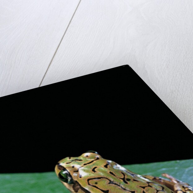 Boophis microtympanum (imerina bright-eyed frog) by Anonymous