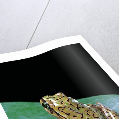 Boophis microtympanum (imerina bright-eyed frog) by Anonymous