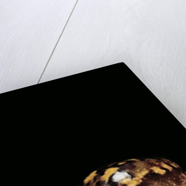 Breviceps adspersus (common rain frog, Transvaal short-headed frog) by Anonymous