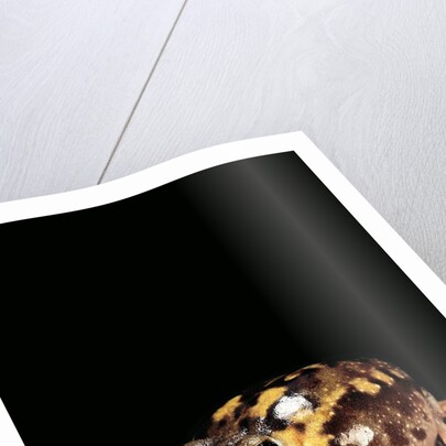 Breviceps adspersus (common rain frog, Transvaal short-headed frog) by Anonymous