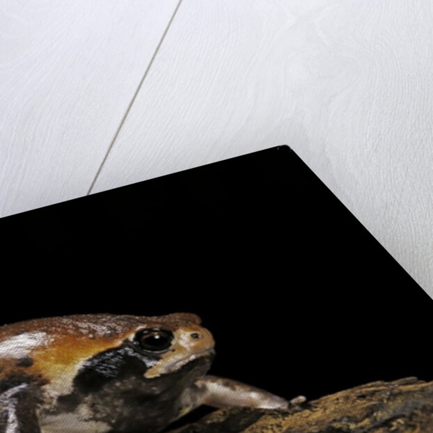 Breviceps mossambicus (flat-face frog, Mozambique rain frog) by Anonymous