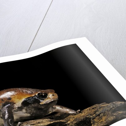 Breviceps mossambicus (flat-face frog, Mozambique rain frog) by Anonymous