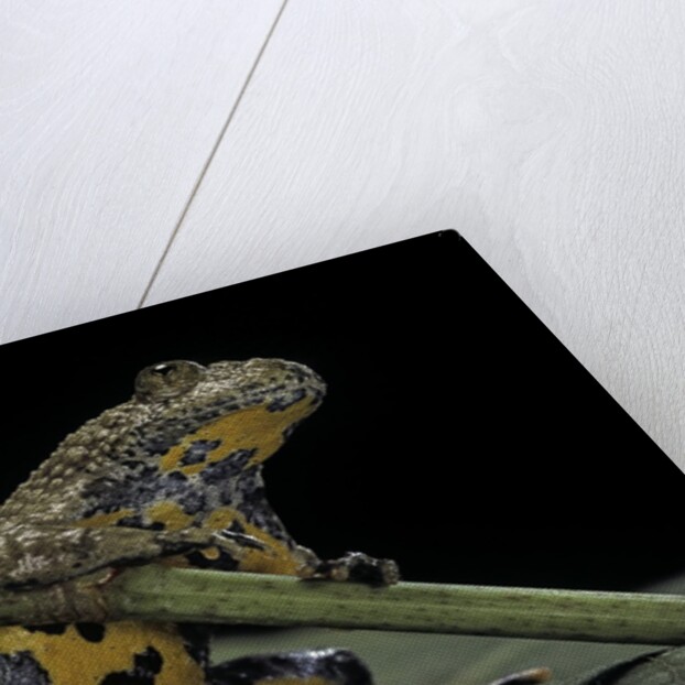 Bombina variegata (yellow-bellied toad) by Anonymous