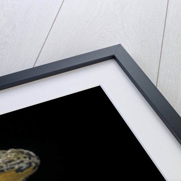 Bombina variegata (yellow-bellied toad) by Anonymous