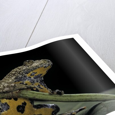 Bombina variegata (yellow-bellied toad) by Anonymous