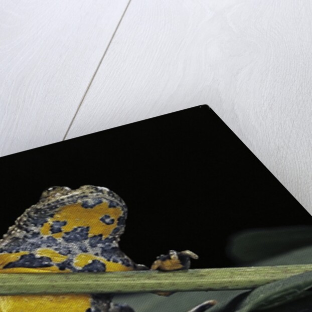 Bombina variegata (yellow-bellied toad) by Anonymous