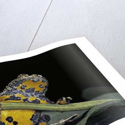 Bombina variegata (yellow-bellied toad) by Anonymous