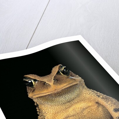 Bufo brauni (dead-leaf toad) by Anonymous