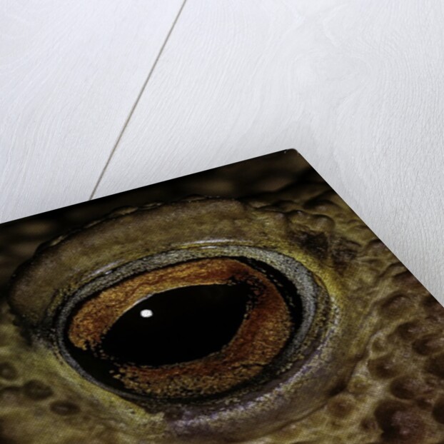Bufo bufo (european toad, common toad) - eye by Anonymous