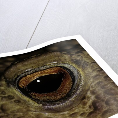 Bufo bufo (european toad, common toad) - eye by Anonymous