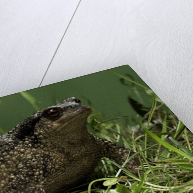 Bufo bufo (european toad, common toad) by Anonymous