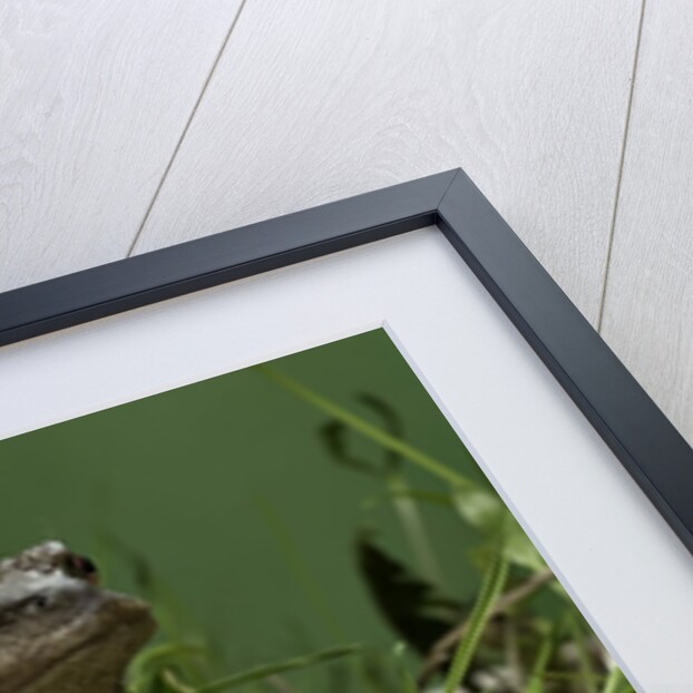 Bufo bufo (european toad, common toad) by Anonymous