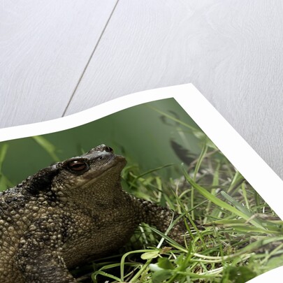 Bufo bufo (european toad, common toad) by Anonymous